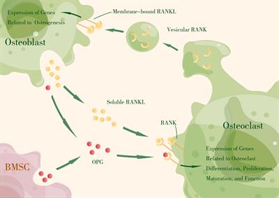 Oral microbiota–host interaction: the chief culprit of alveolar bone resorption